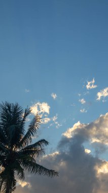 palmiye ağacı mavi gökyüzü bulutlu