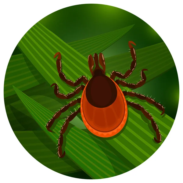 Mite in the tall green grass — Stock Vector