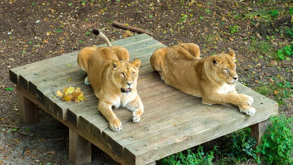 Lions at the zoo. The city of Kaliningrad. Russia september 2020