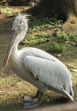 Pembe pelikan (Pelecanus onocrotalus)
