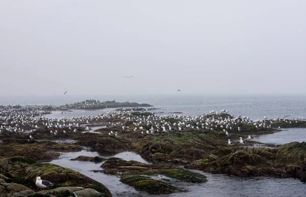 Seagulls Abandoned Aniva Lighthouse Sakhalin Island Russia July 2021 — Stock Fotó