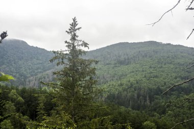 Yazın Sakhalin doğası. - Rusya. Temmuz 2021 