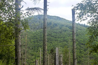 Yazın Sakhalin doğası. - Rusya. Temmuz 2021 