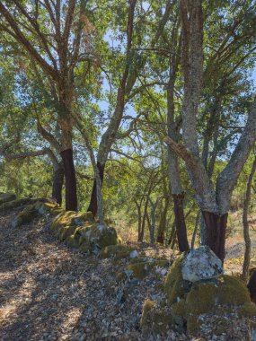 Mantar meşe ağaçları, güneşli kırsal bir ormanda eski bir yosun kaplı taş duvarın yanında yetişir. Görüntü biyolojik çeşitliliği, doğal mirası ve geleneksel arazi kullanımını vurguluyor. Alijo, Portekiz