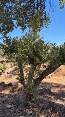 Portekiz 'in Alijo kentindeki mantar meşesi ve zeytin ağaçları, güneşli bir tarım manzarası tanımlıyor. Bu geleneksel koruda biyolojik çeşitlilik, doğal kaynaklar ve bölgenin tarım mirası vurgulandı.