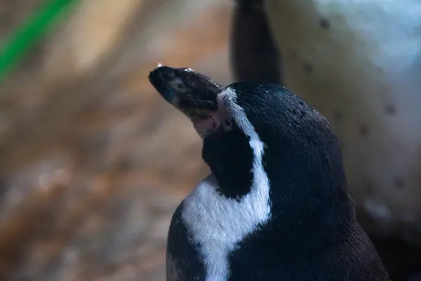 モスクワ動物園のペンギン — ストック写真