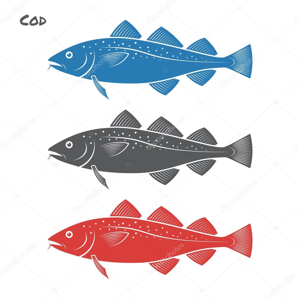 Cod fish vector illustration on white background