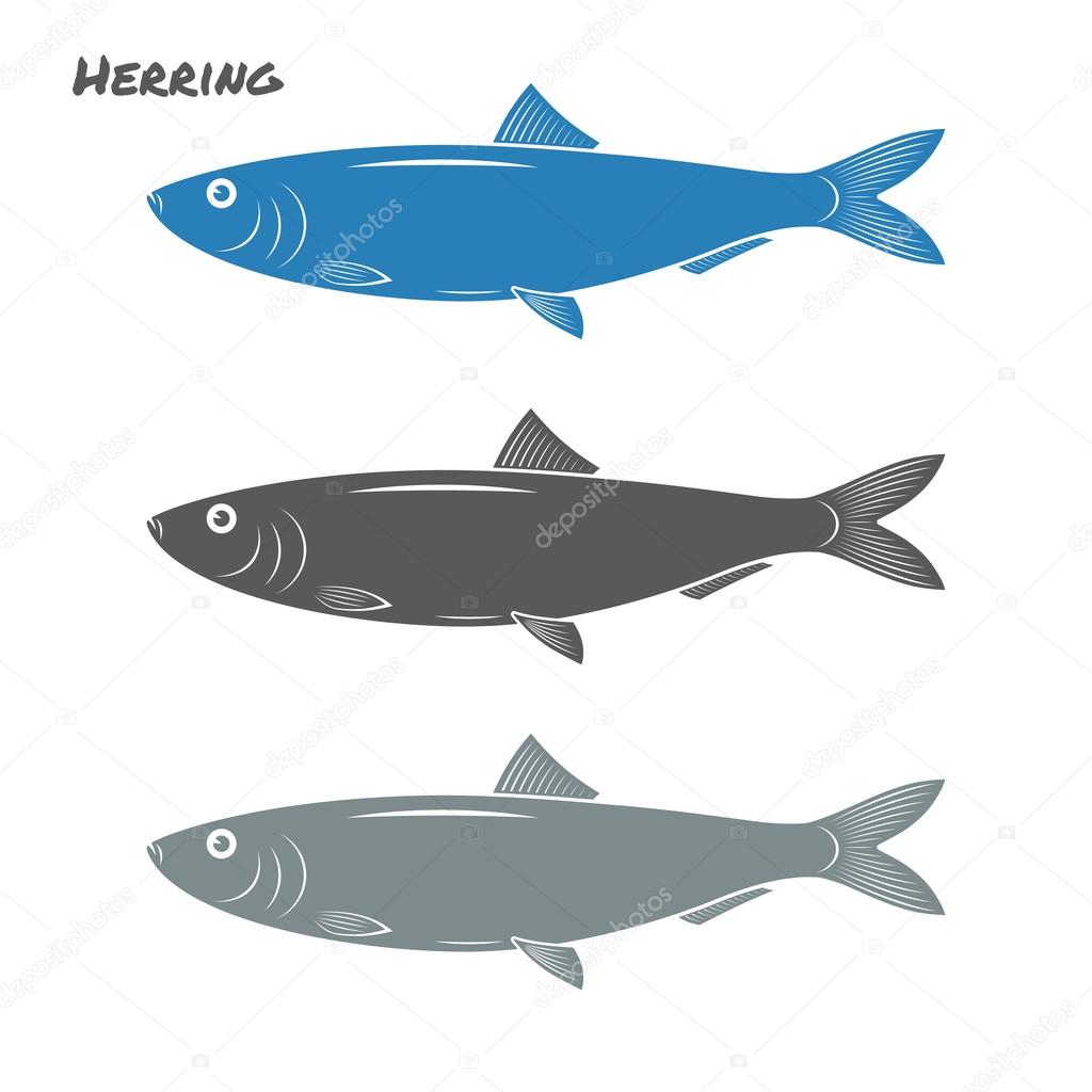 Herring fish vector illustration on white background