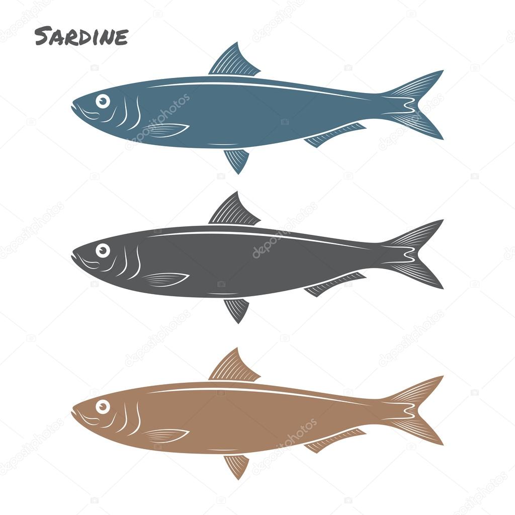 Sardine fish vector illustration on white background