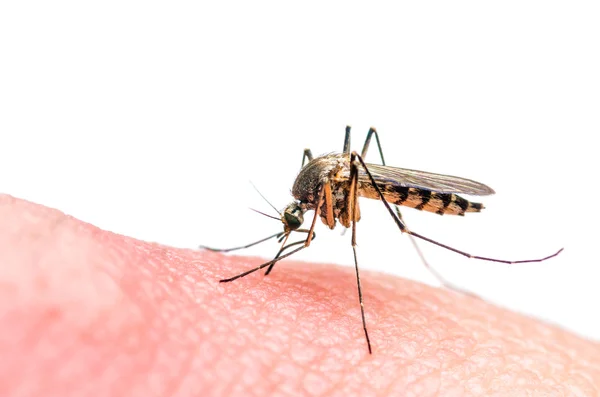 Komáří kousnutí, izolované na bílém — Stock fotografie