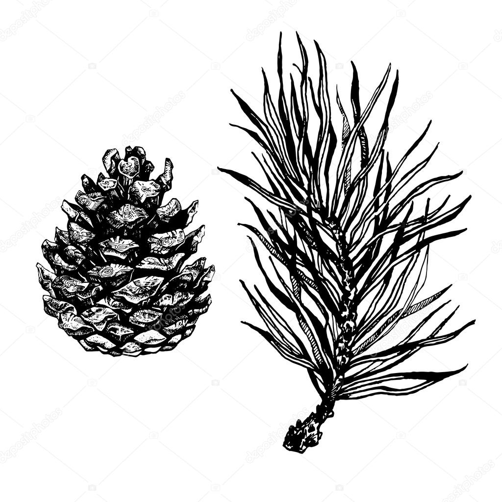 hand drawn pine tree branch stock vector sinna nyan 122661418