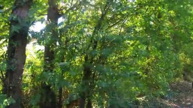 British Highways 'de araba kullanmak. British Road Travel and Traraffic during Blue Sky ve çoğunlukla Sunny Day Drive 'ın 29 Eylül 2025' te İngiltere Otoyolları ve Otoyolları 'nda çekilmiş görüntüleri..