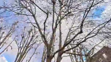 Benzersiz ve Ultra Geniş Panoramik Tarz Zamanaşımı Görüntüsü Londra Merkez Şehri 20 Ocak 2026, güneşli bir günde Şehir Araba Sürüşü sırasında