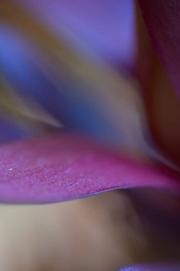 Menekşe ve mavi taç yapraklarının soyut yakın çekimi yumuşak eğimli ve narin dokusu, sakin duyguları ve doğal zarafeti sonbahar tonlarında iletiyor..