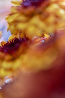 Yumuşak kasımpatı makrosu zengin bordo ve altın tonlarda açar, harmanlanan derinlik ve sıcaklık rüya gibi bir sonbahar paletinde..