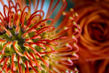 Yumuşak bulanık bir gülün yanında turuncu iğnelik bir protanın makro görüntüsü canlı dokuları, kıvrımlı lifleri ve çiçek bileşiminin ışıltılı enerjisini vurguluyor..