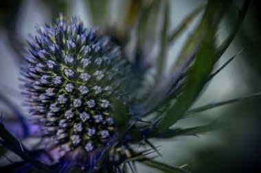 Dikenli bir devedikeni başı, serin mavi-yeşil tonlarda süpürülmüş yapraklarla çevrili karmaşık desenli çiçekleri ortaya çıkarır..