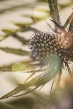 Dikenli bir baştaki sabah ışığı filtreleri, parıltıyı yakalayan çiğ damlacıkları ve sahneyi parlak bir altın, yeşil ve ince mor karışımına dönüştürür..