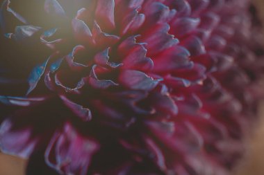 Mavi-kırmızı renk değişen katmanlı taç yaprakları üzerine yakın, samimi bir çalışma, çiçeğin yapısını ve sessiz duygusal derinliğini arttıran yumuşak yönlü bir parıltıyla aydınlatılır..