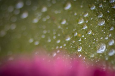 Küçük damlacıklar yumuşak yeşil bir yüzey boyunca titreyerek soyut bir ışık mozaiği, doku ve sakin bir sabah yaratırlar..