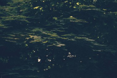 Akçaağaç yaprakları loş bir orman gölgesinde yatay olarak uzanıyor. Yumuşak ışık yaprakların kenarlarını sıyırır, katmanlı siluetler yaratır ve koyu yeşil arka planda ince gölgeler oluşturur..