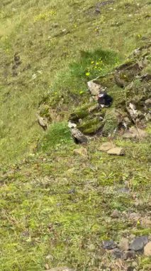 Grass Cliff İzlanda 'nın arka planında martılar. Yüksek kalite 4k görüntü