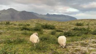 İki İzlandalı Koyun Uzak Dağlarla Yeşil Çayır 'da otluyor. Yüksek kalite 4k görüntü