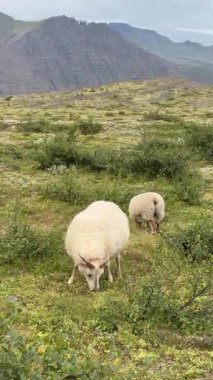Lush Green Grassland 'da Bulutlu Gök' ün altında tek başına otlayan İzlanda koyunu. Yüksek kalite 4k görüntü