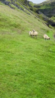İzlanda 'nın kırsal kesimindeki duvar kağıdında koyun otlatma. Yüksek kalite 4k görüntü