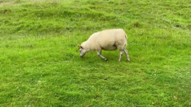 İzlanda 'nın kırsal kesimindeki duvar kağıdında koyun otlatma. Yüksek kalite 4k görüntü