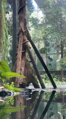 Kapalı Konservatuar Ağacı Göle Yansıtılır, Sis Düşer ve Stilt Kökleri Suya Kavrulur, Berrak Eğreltiotları