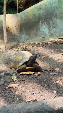 Güneş Işığı Hayvanat Bahçesi Kaplaması Tropikal Kaplumbağa Yaprak Bastırılmış Toprakta Dinleniyor, Yavaş