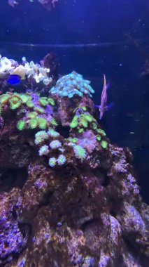 İnce Kaçış Devriyeleri Neon Polyps ve Nazikçe Taşlı Mercan Zirvesi