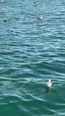 Yalnız Martı Turkuaz Suda, Hafif Dalgalar ve Parlak Güneş Işığı, Yavaş