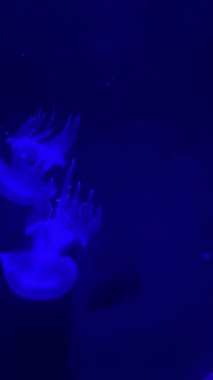 İki denizanası, biri diğerinden daha narin olmak üzere Derin Mavi Tankta yukarı doğru süzülüyor.