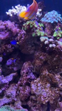 Çizgili Kelebek Balığı flüoresan mercan kafalarının üzerinde tang dartlarıyla süzülür.