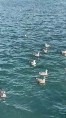 Dağılmış martılar uzak uçuşlarla süzülüyor, Yumuşak dalgalar ve kuşlarla sakin deniz