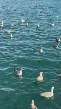 Dalgalı su üzerindeki yoğun martı filosu, dalgalanan ve sallanan düzinelerce kuş.