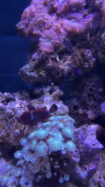 Palyaço Balığı ve Mavi Tang Akvaryum Işığı Altında Mor Mercan Polipleri Arasında Yüzüyor,