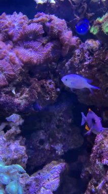 Karışık resif balıkları mor mercan çıkıntısı yakınlarında birlikte yüzüyor, küçük sürü etkileşimleri