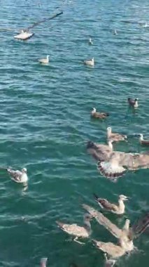 Turkuaz Limanı 'ndaki Martı Çılgınlığı Kanatları çırpıyor ve Sıçrıyor