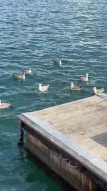 Martılarla, paslı zincirlerle ve desenli ahşap kenarlarla çevrili yıpranmış bir platform.,