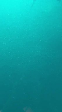 Turkuaz Sualtı Sahnesi Yüzen Parçacıklar ve Soluk Işık, Derin