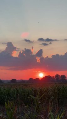 Düşük Pembe Bulutlar ve Soluk Güneş 'le Çimenli Çayırda Pastel Gün Doğumu