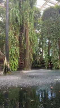 Asılı Tropikal Bitkiler ve Yansıtıcı Çakıl Çekirdekleriyle Uzun Konservatuar Sahnesi,