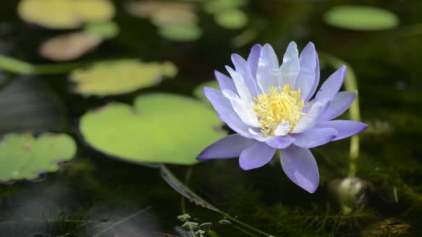 Purple water lily in pond, small fish underwater with light wind flow. — Stock Video