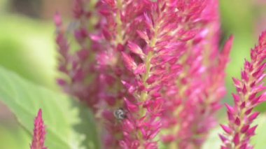 cockscomb, arılar ve Rüzgar