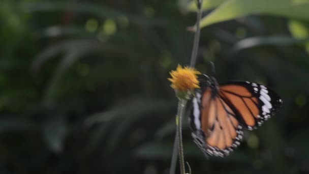 Oogst van de vlinder in bos — Stockvideo