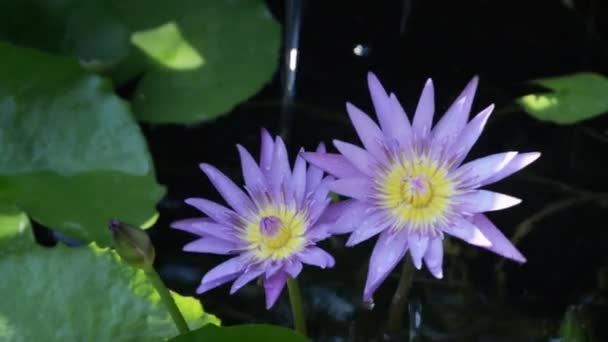 Два фиолетовых лотоса перед дождём — стоковое видео