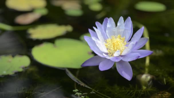 Purple water lily in a pond — Stock Video